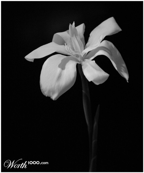 Photography by NobleSavage