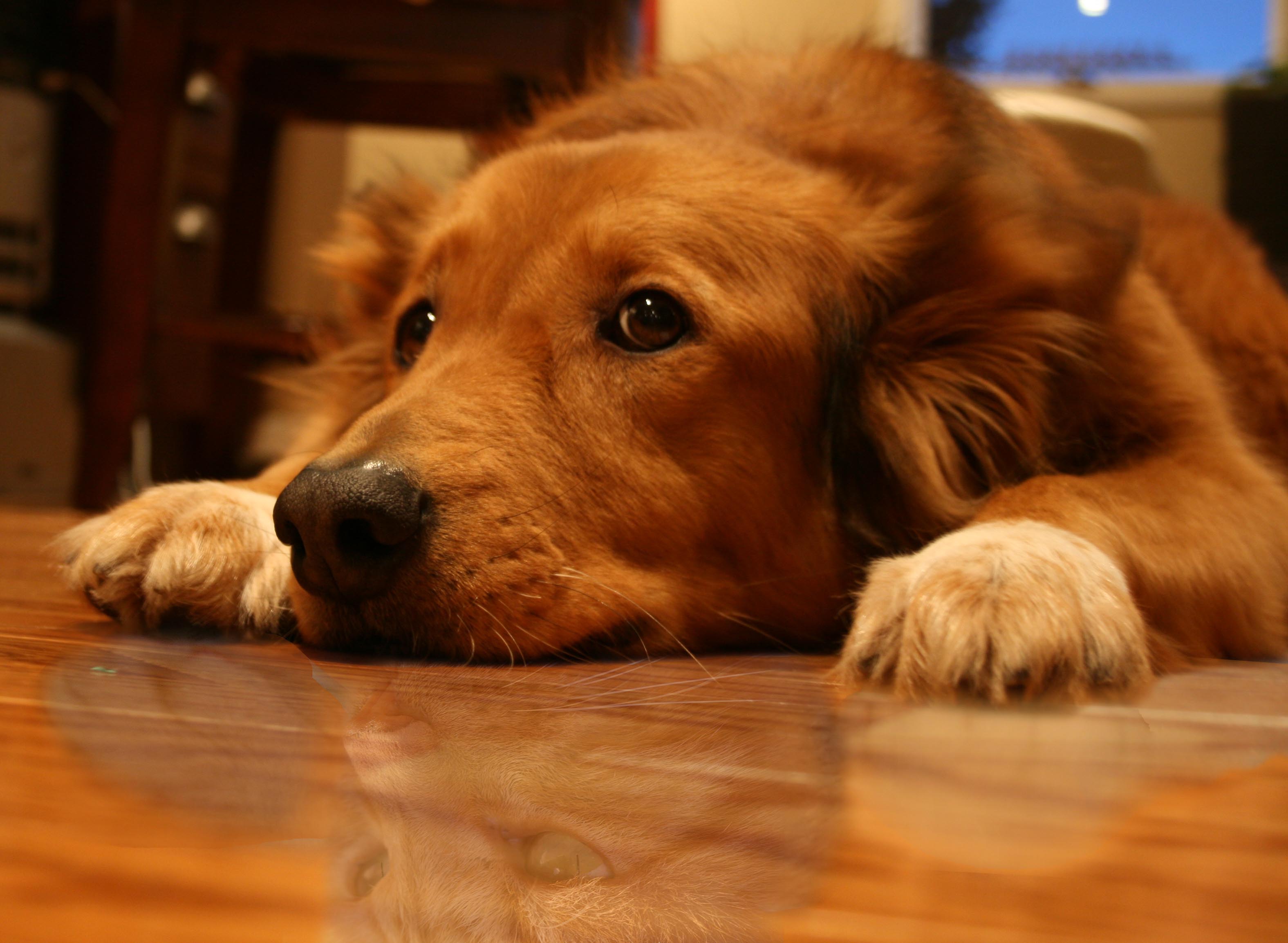 Photoshop Design by what212 for DesignCrowd (Community Contests) | Design #8983278