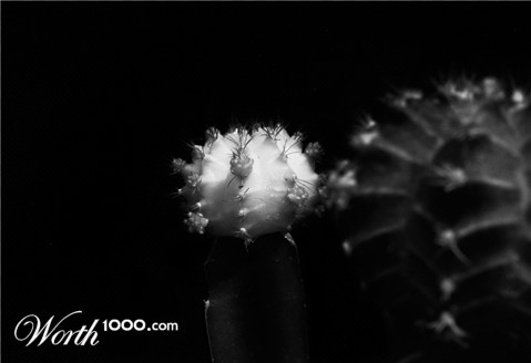 Photography by watashi-wa