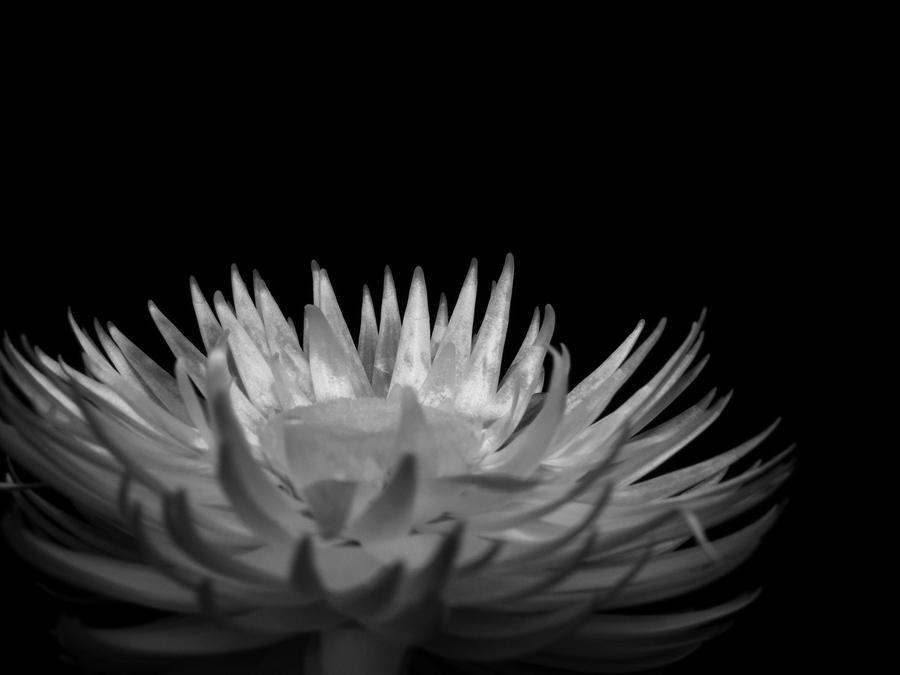 Photographie par Feature pour DesignCrowd (Community Contests) | Design #8982027