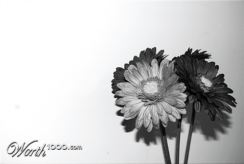 Photography by Aarengrey