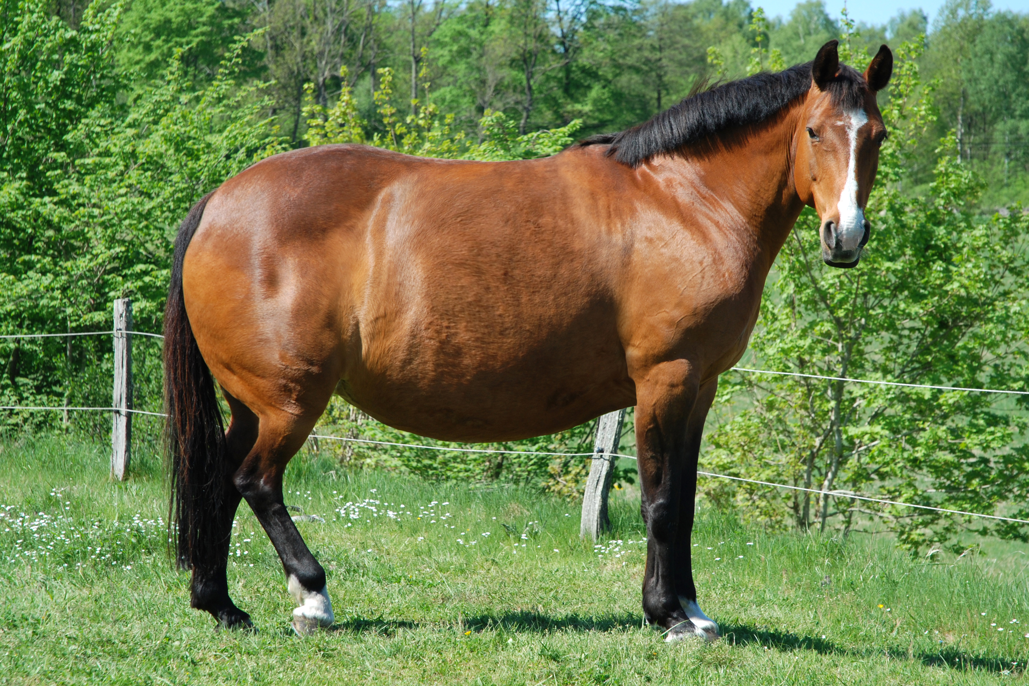 Photoshop-Design von Angelicangellover für DesignCrowd (Community Contests) | Design #8976645