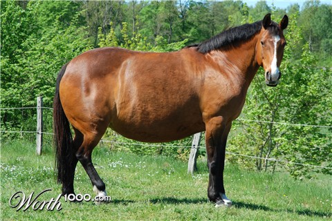 Photoshop Design by Angelicangellover