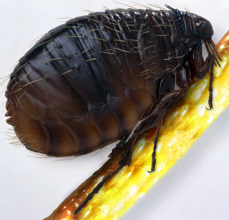 Photoshop Design by maxyutz for DesignCrowd (Community Contests) | Design #8976655