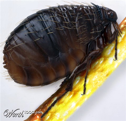 Photoshop Design by maxyutz