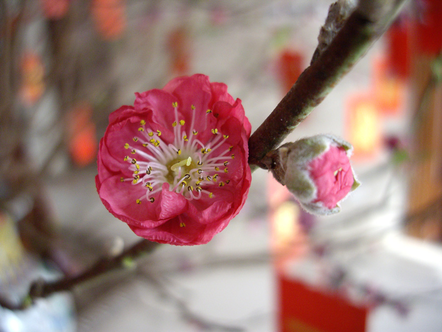 Photography by julianneovie for DesignCrowd (Community Contests) | Design #8976995