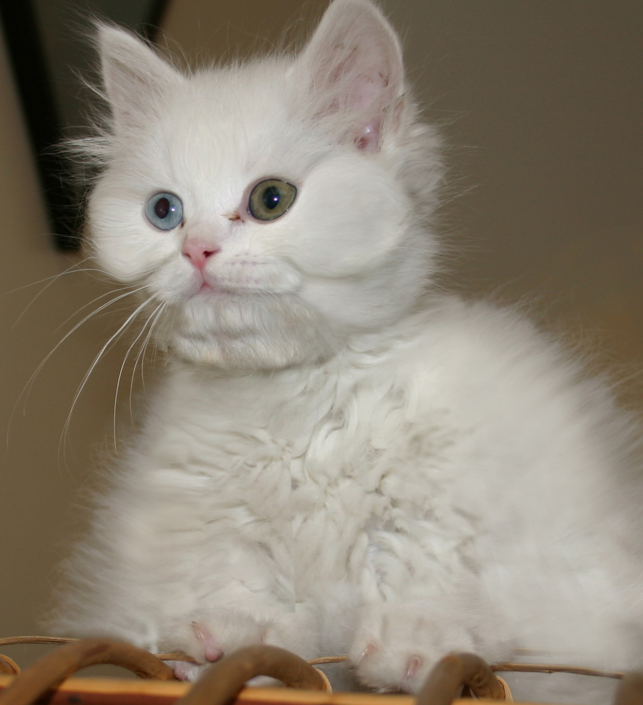 Design Photoshop par politikk2007 pour DesignCrowd (Community Contests) | Design #8976668