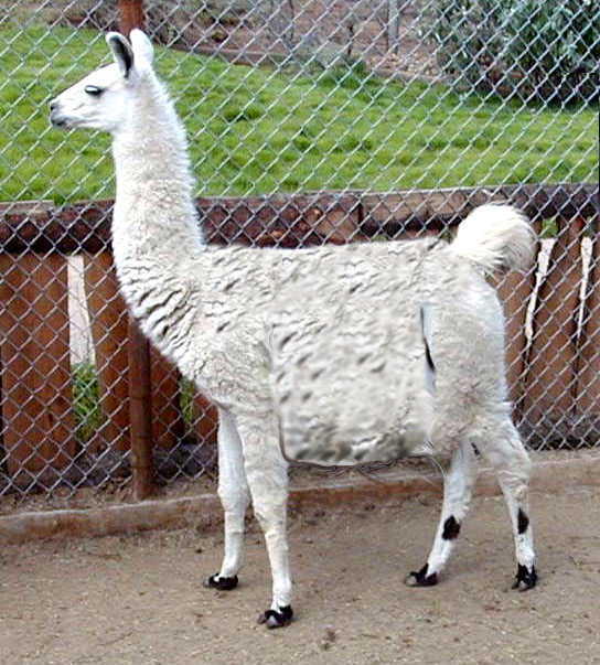 Photoshop Design by DrRobot for DesignCrowd (Community Contests) | Design #8976670