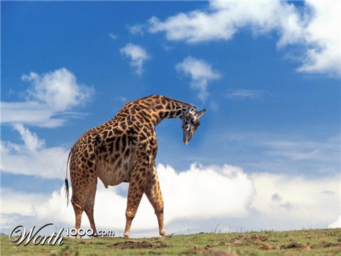 Photoshop Design by thw777