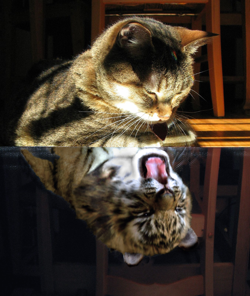 Photoshop-Design von NakedApe für DesignCrowd (Community Contests) | Design #8983318