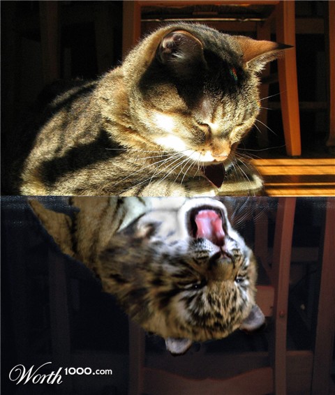 Photoshop Design by NakedApe