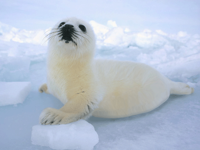 Design Photoshop par Safekeeper pour DesignCrowd (Community Contests) | Design #8976678