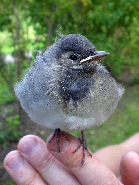 Photoshop-Design von chocoblock für DesignCrowd (Community Contests) | Design #8976717