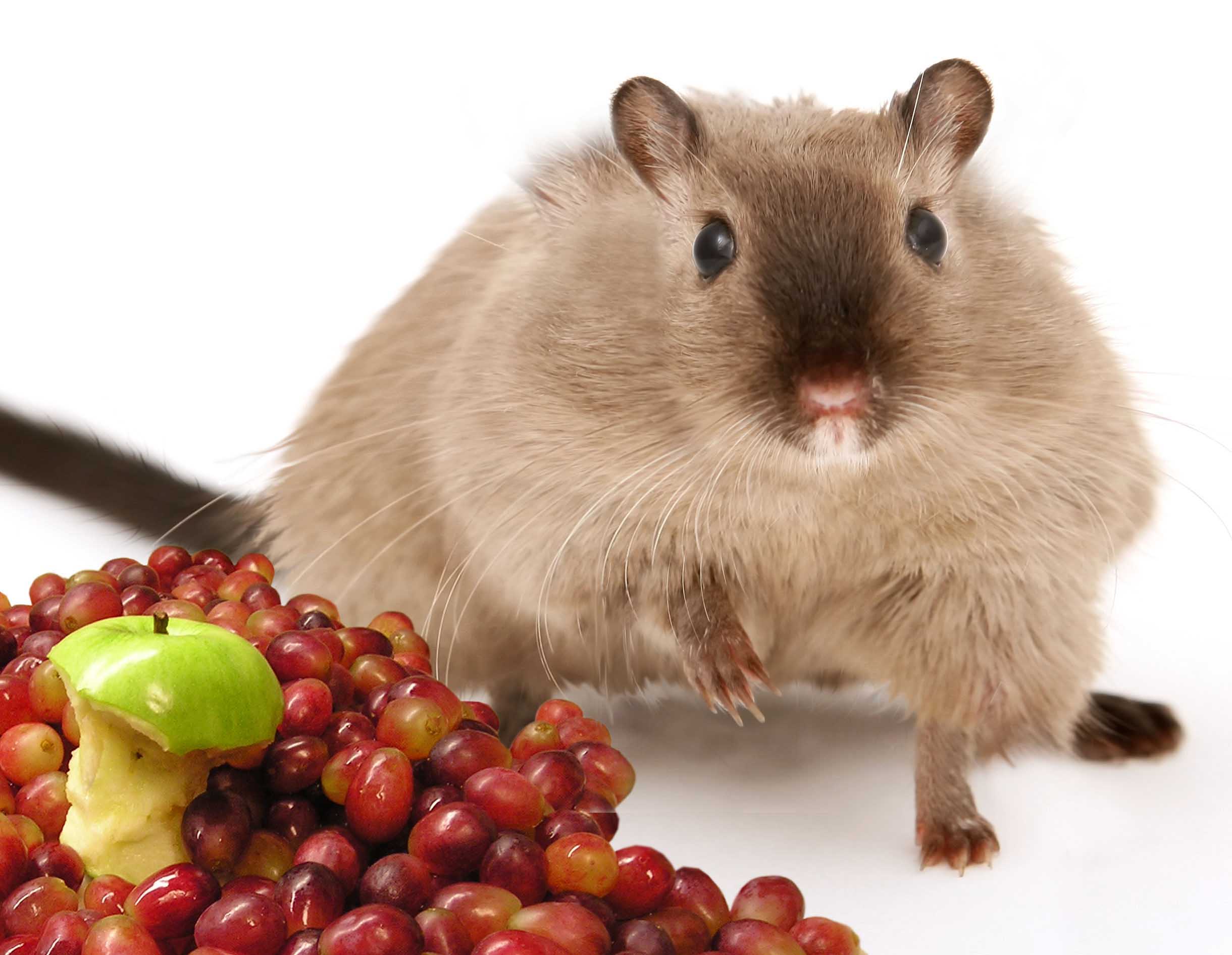 Photoshop Design by Sankrah for DesignCrowd (Community Contests) | Design #8976695