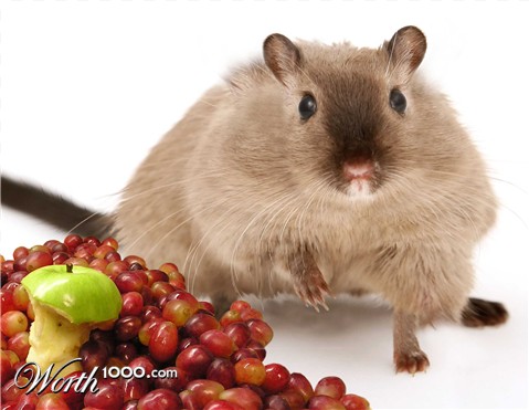 Photoshop Design by Sankrah