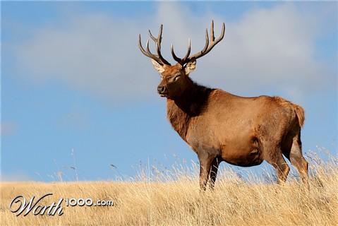 Photoshop Design by valdava