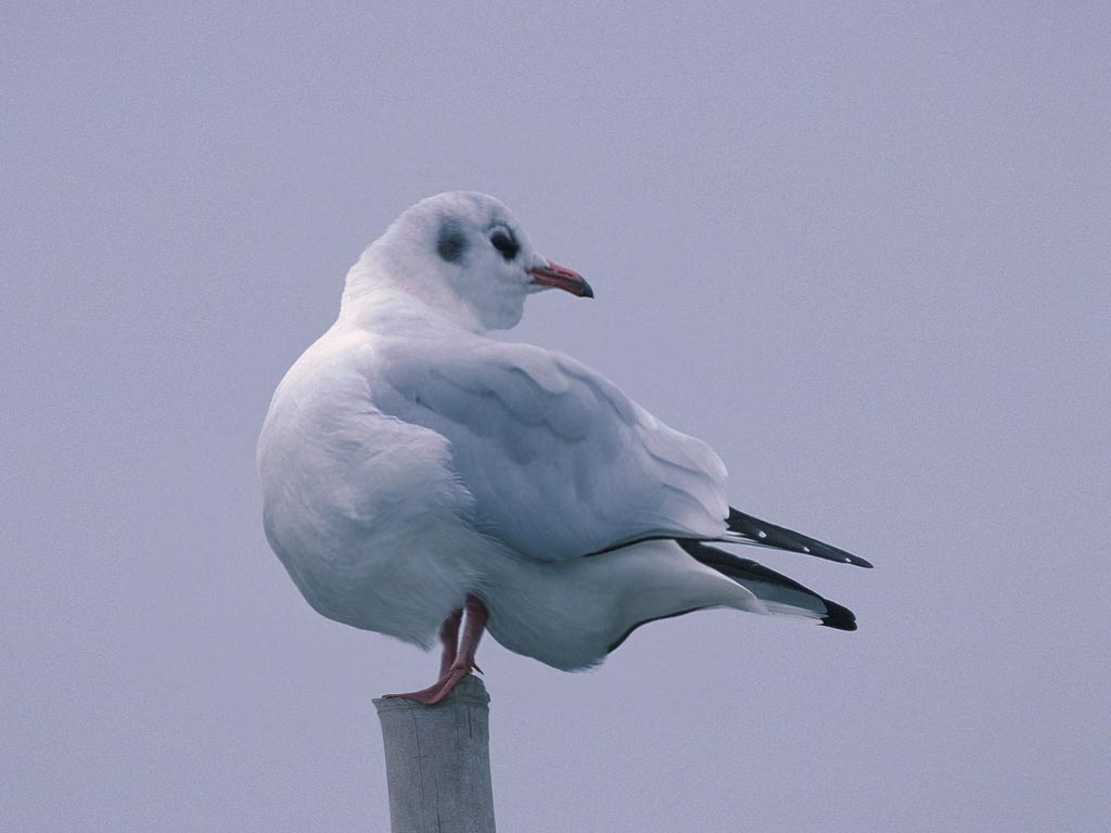 Photoshop-Design von electron18 für DesignCrowd (Community Contests) | Design #8976688