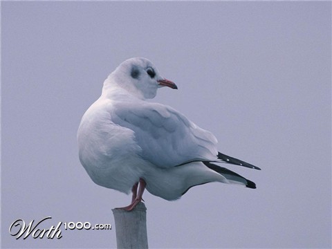 Photoshop Design by electron18