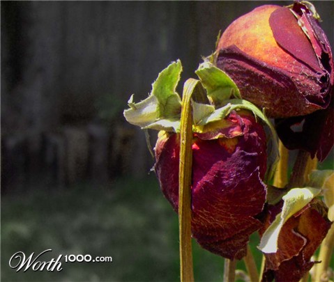 Photography by amywho