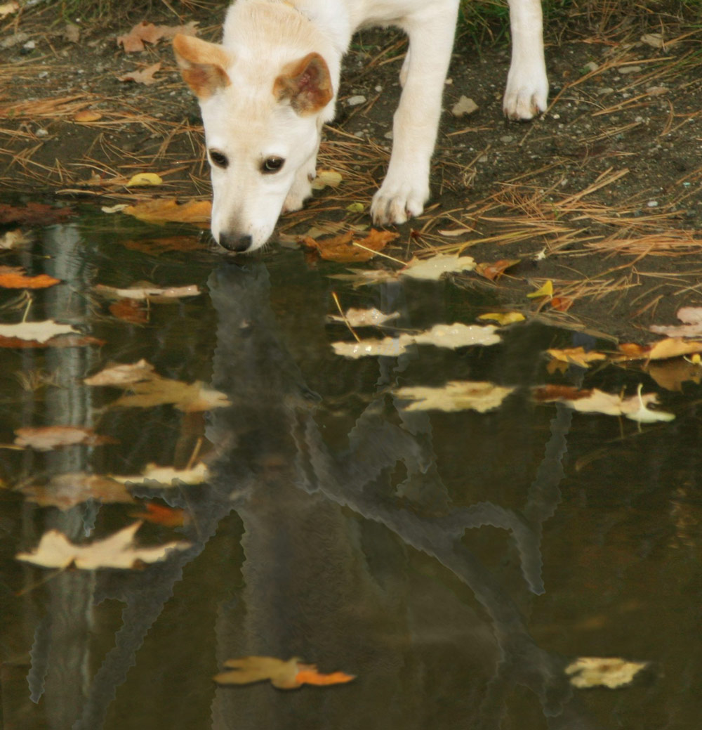 Design Photoshop par Lsgenie pour DesignCrowd (Community Contests) | Design #8983384