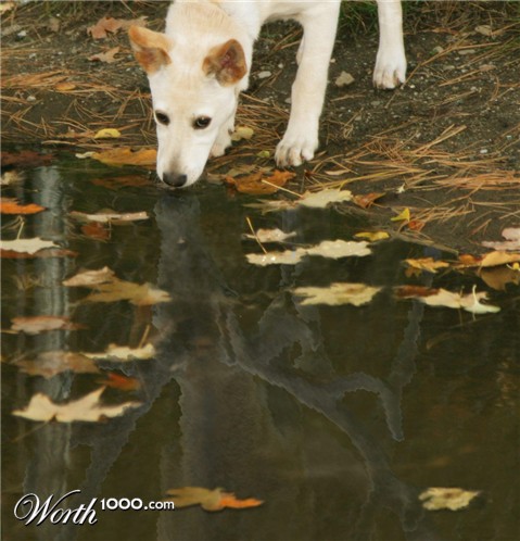 Photoshop Design by Lsgenie