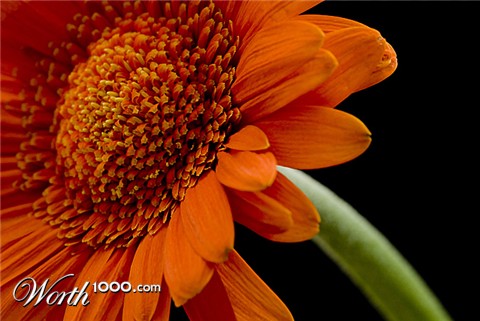 Photography by wiggster