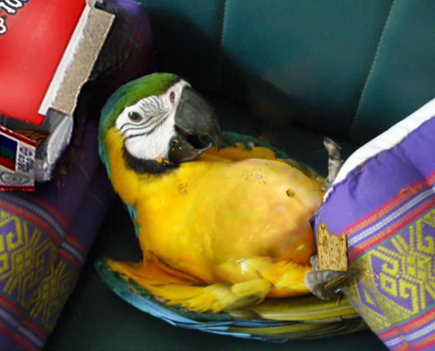 Photoshop Design by Acousticrat for DesignCrowd (Community Contests) | Design #8976805