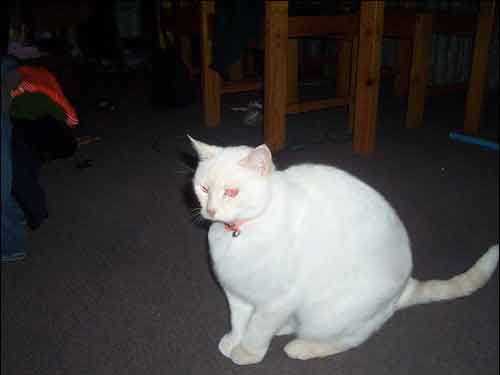 Photoshop-Design von vampyvalentine für DesignCrowd (Community Contests) | Design #8976840