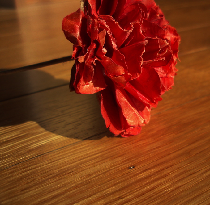 Photography by 10000trees for DesignCrowd (Community Contests) | Design #8977043