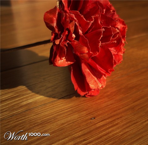 Photography by 10000trees