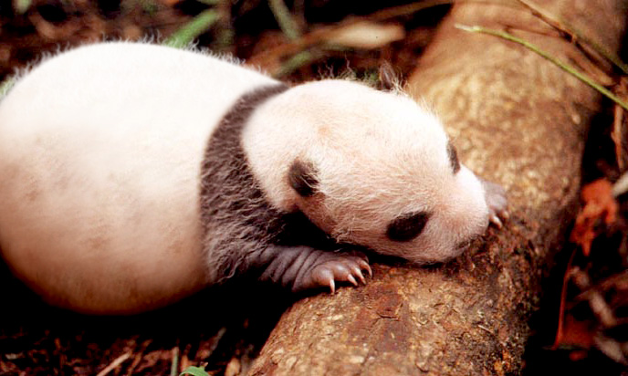 Photoshop Design by frozzzen for DesignCrowd (Community Contests) | Design #8976831