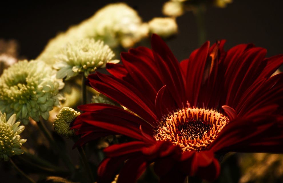 Photography by paddyf123 for DesignCrowd (Community Contests) | Design #8977087