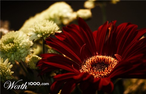 Photography by paddyf123