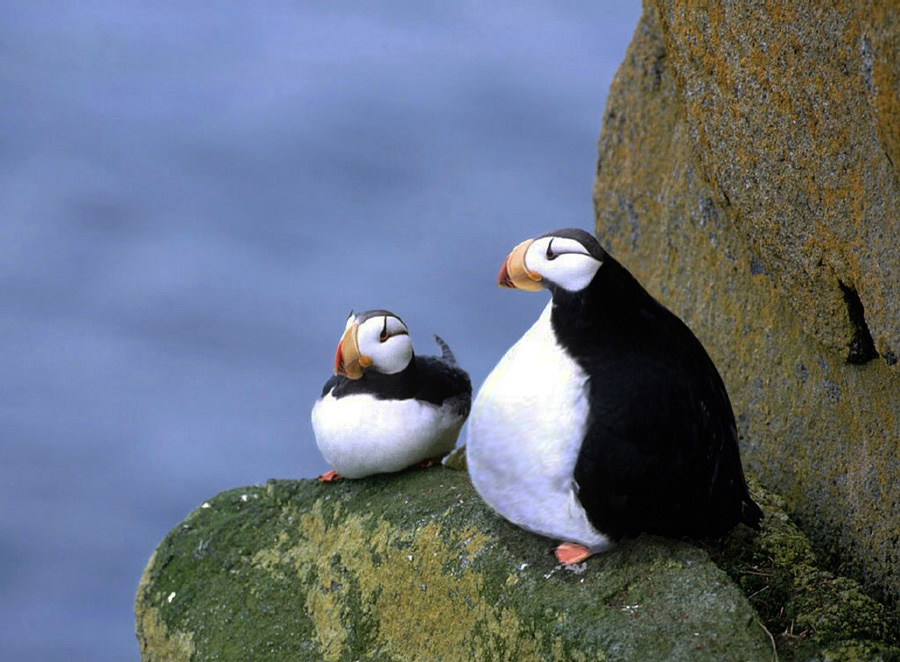 Design Photoshop par YearoftheDragon pour DesignCrowd (Community Contests) | Design #8976766