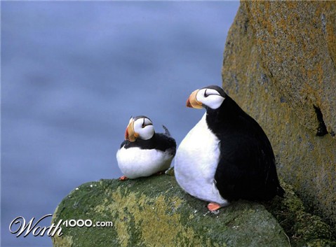 Photoshop Design by YearoftheDragon