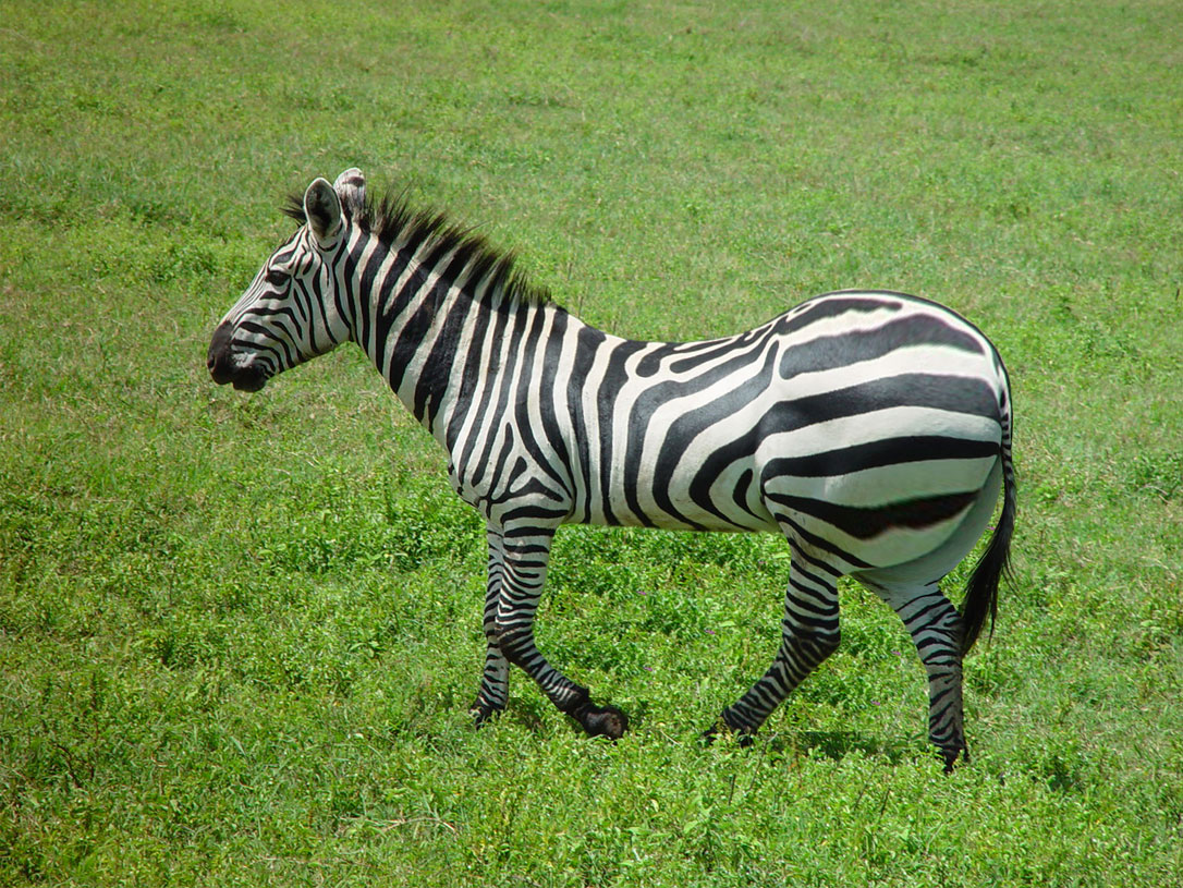 Photoshop-Design von scrillagetter für DesignCrowd (Community Contests) | Design #8976810