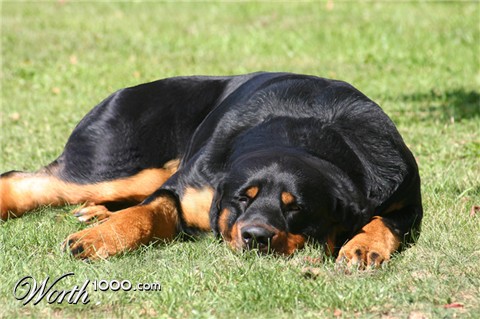 Photoshop Design by Teillana