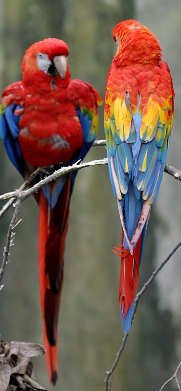 Photoshop Design by ConnieB for DesignCrowd (Community Contests) | Design #8976813