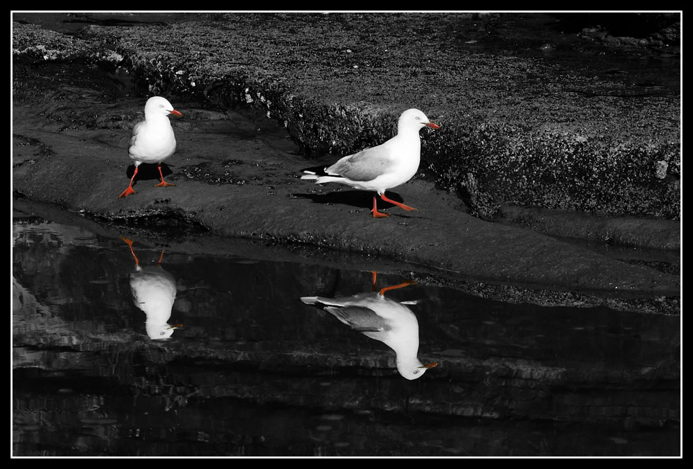 Fotografie von kimbomac für DesignCrowd (Community Contests) | Design #8982031