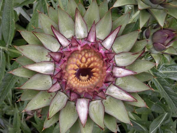 Design Photoshop par VaneetraX pour DesignCrowd (Community Contests) | Design #8978321