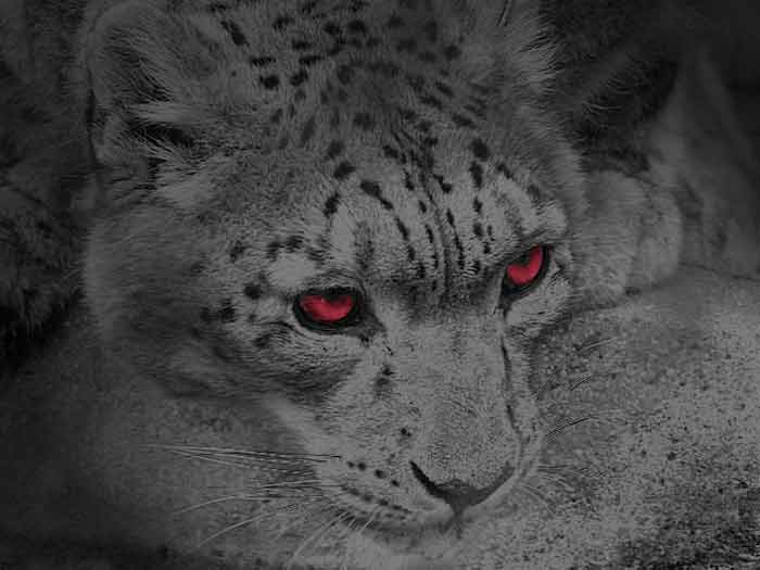 Photoshop Design by makexmexfree for DesignCrowd (Community Contests) | Design #8978339