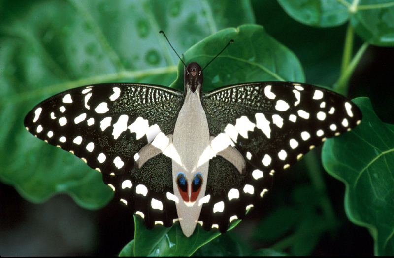 Photoshop Design by ConnieB for DesignCrowd (Community Contests) | Design #8977707