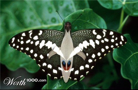 Photoshop Design by ConnieB