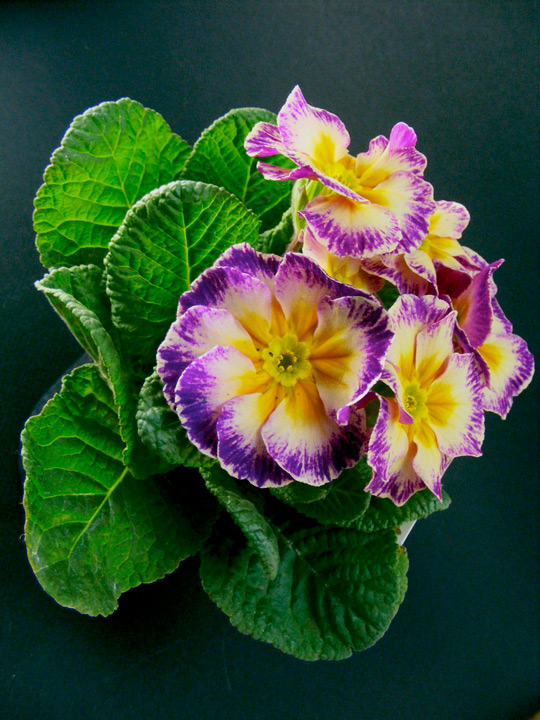 Photography by imthinkingoutloud for DesignCrowd (Community Contests) | Design #8977038