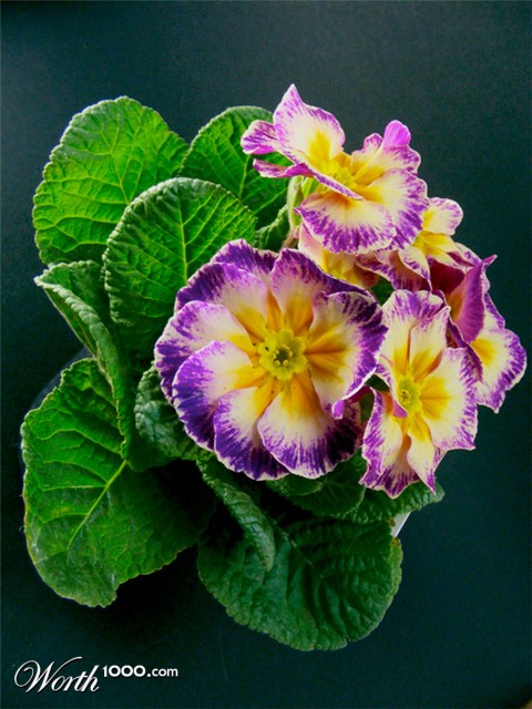 Photography by imthinkingoutloud