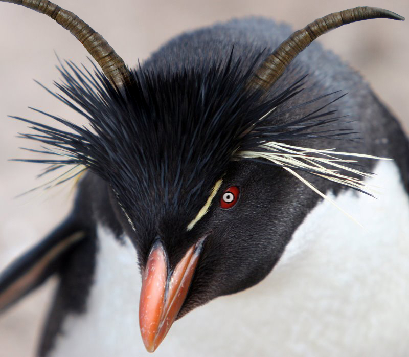 Design Photoshop par Mark66613 pour DesignCrowd (Community Contests) | Design #8977721