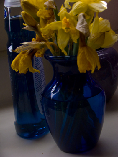 Photography by nikkiann for DesignCrowd (Community Contests) | Design #8977067