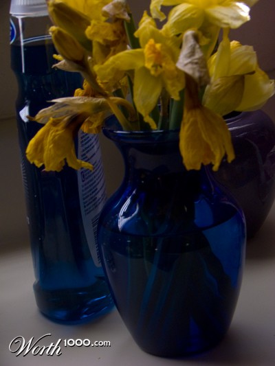 Photography by nikkiann