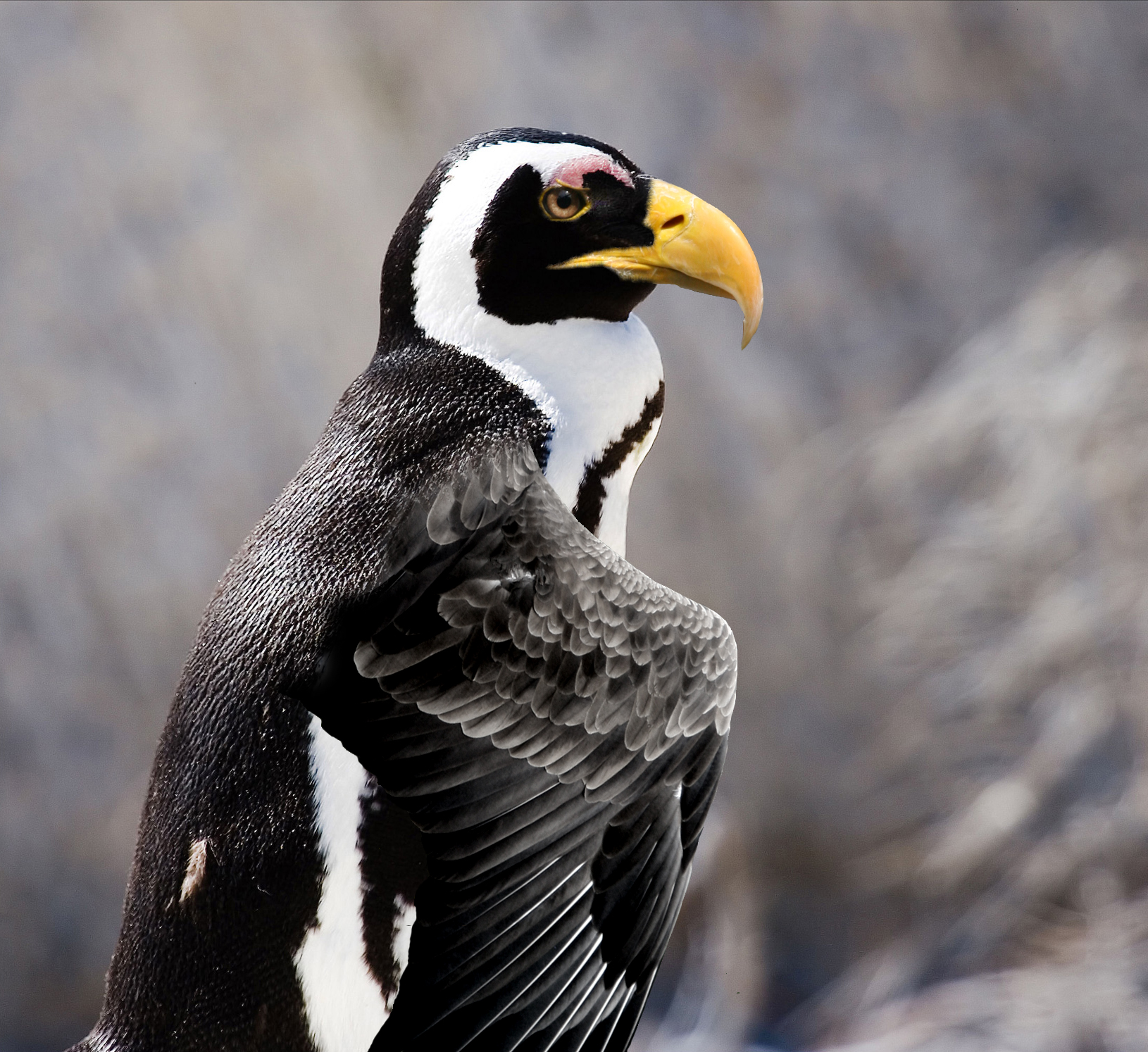 Photoshop Design by Golluminator for DesignCrowd (Community Contests) | Design #8977743