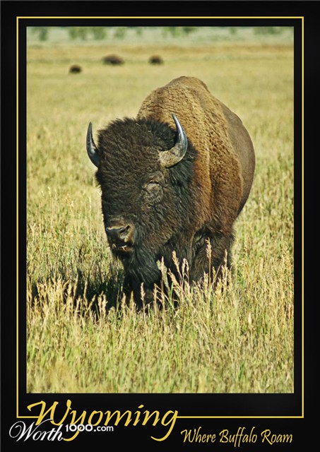 Photography by cakeladybarb